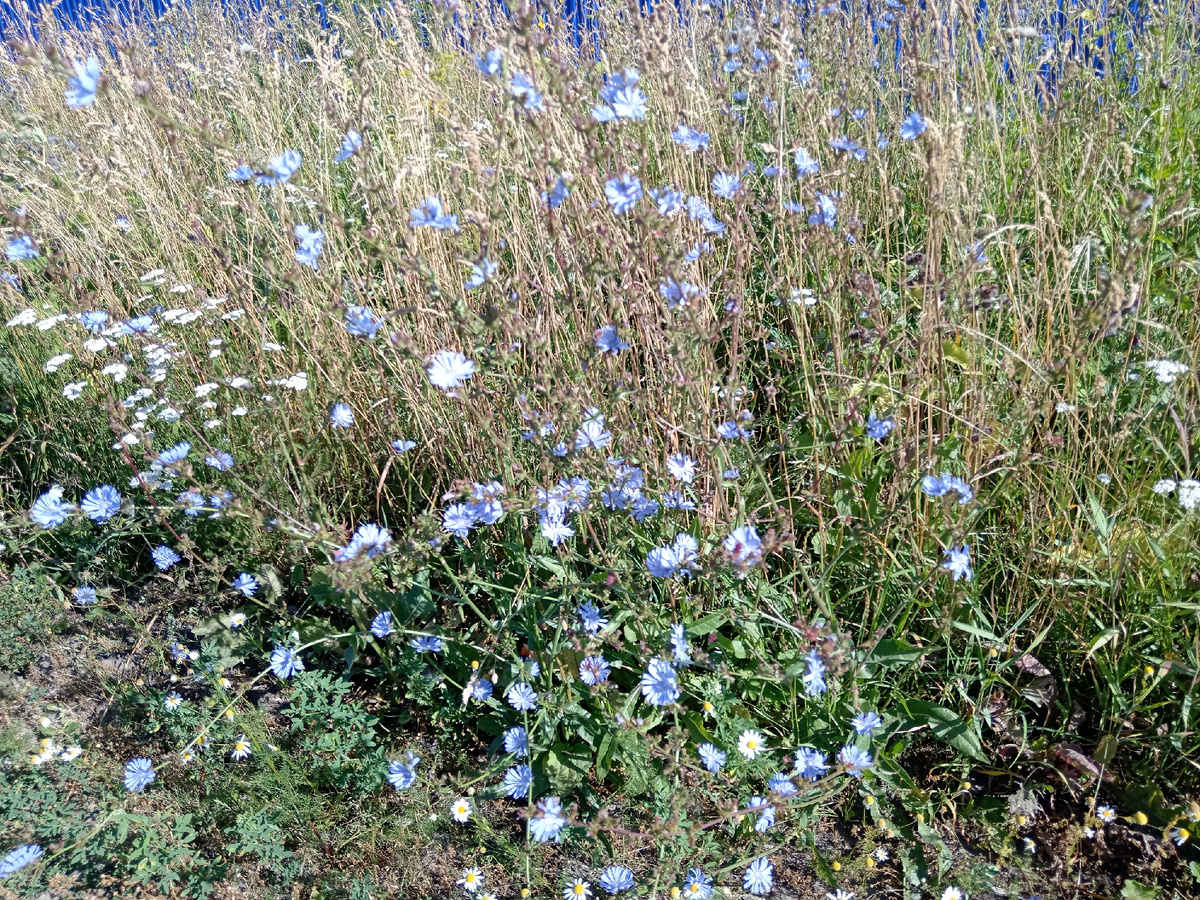 Голубенькие цветочки у обочины.