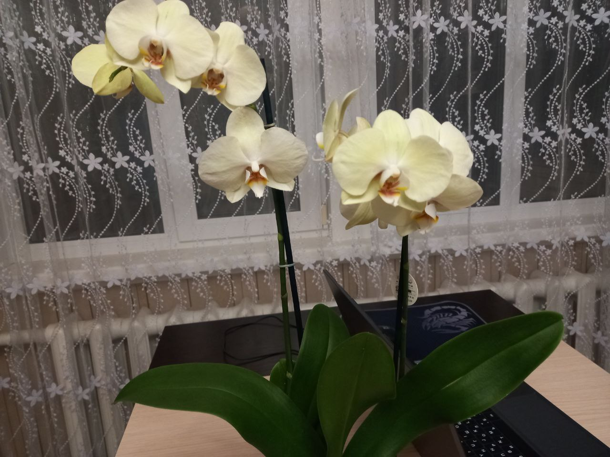 И орхидея тоже от моего гостя