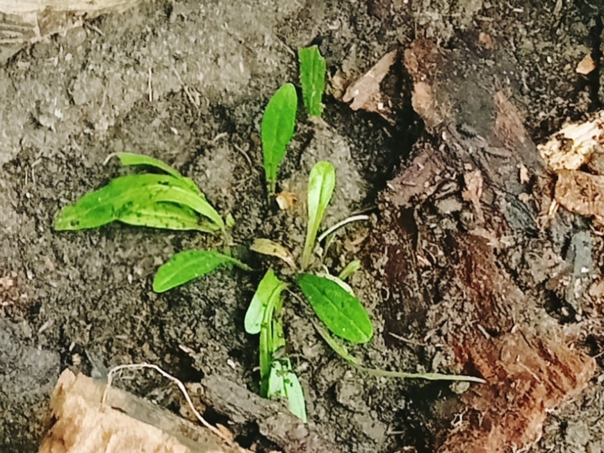 Живучка Фэнси Финч