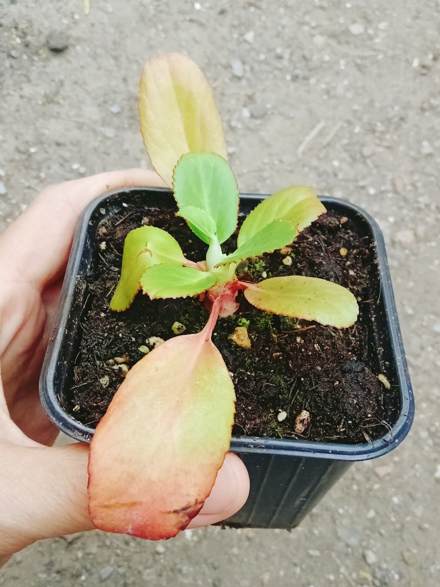 Бадан Галина Серова