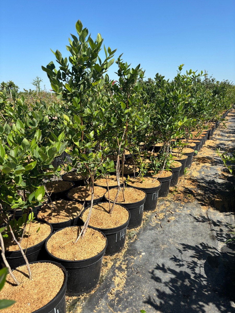 4х-летние саженцы в горшках 12,5 литров