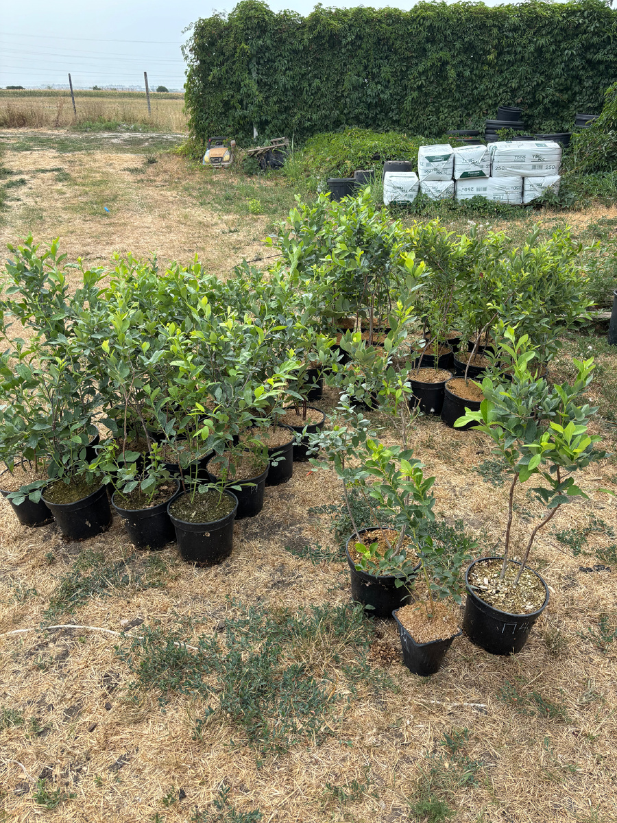 Саженцы ждут грузовое такси