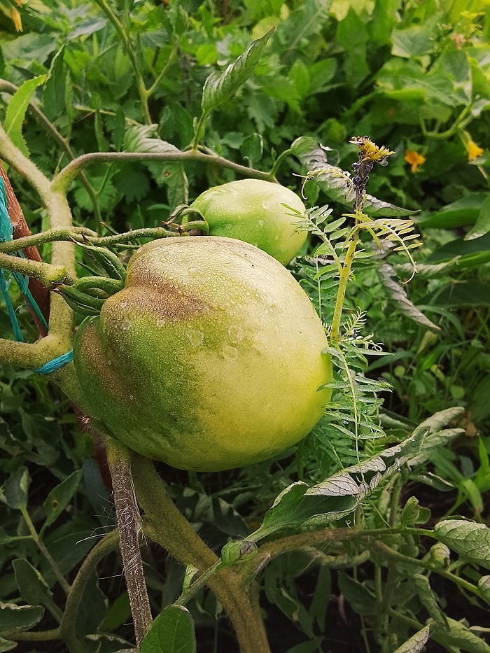 Фото автора. Томат Вельможа