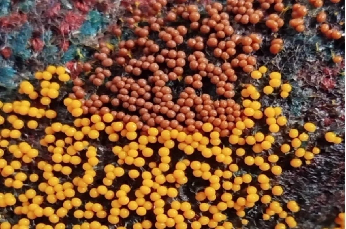    Копейчанка нашла на даче два вида опасных паразитов из фильмов ужасов