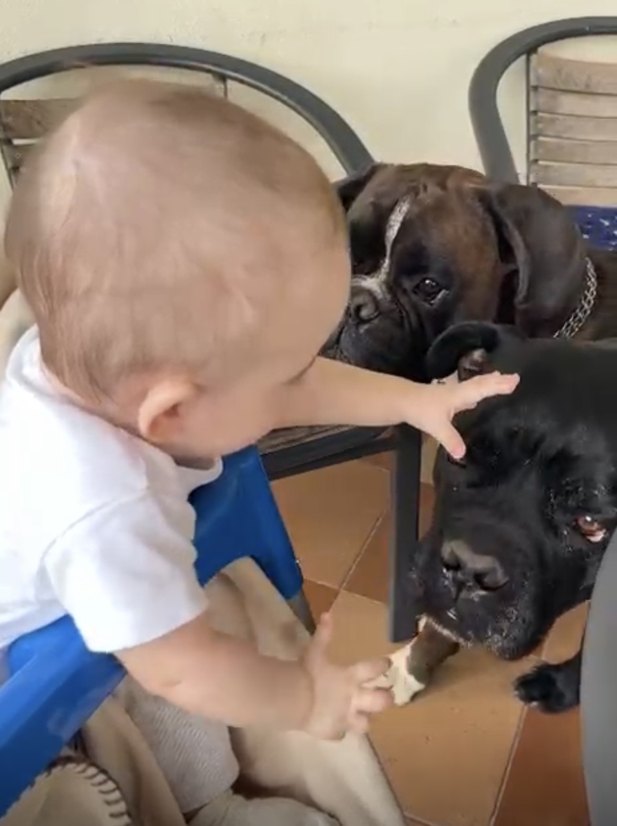 Вот они, любимое внучкино развлечение: и теплые, и мягкие, а оближут — как умоют