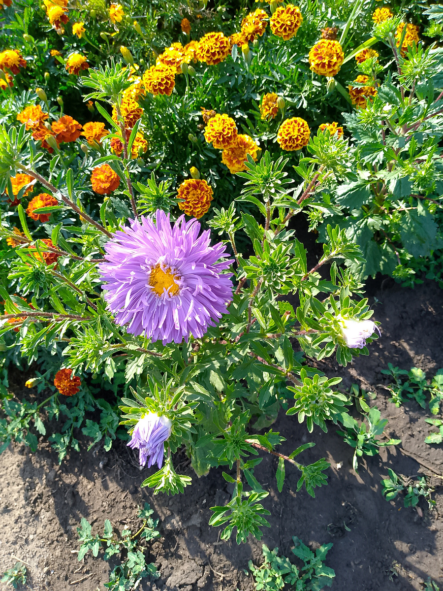 Астры зацветают