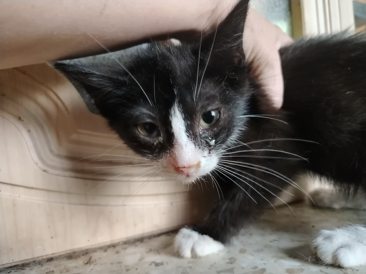 Аыонюшка. Диковатый. Глазки стали лучше у него