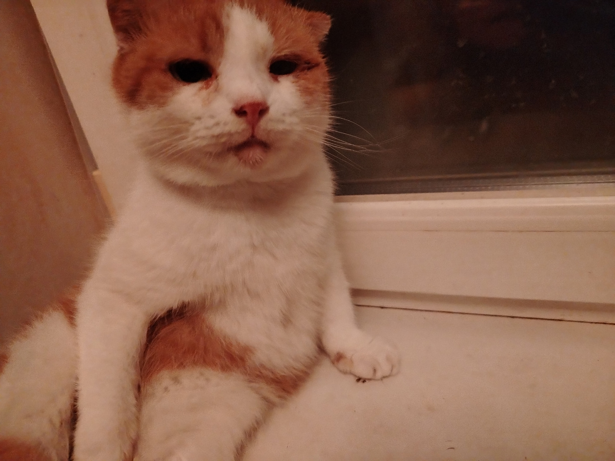 Лучик. Очень добрый котик. И маленький по размеру. Ему 4 годика. 