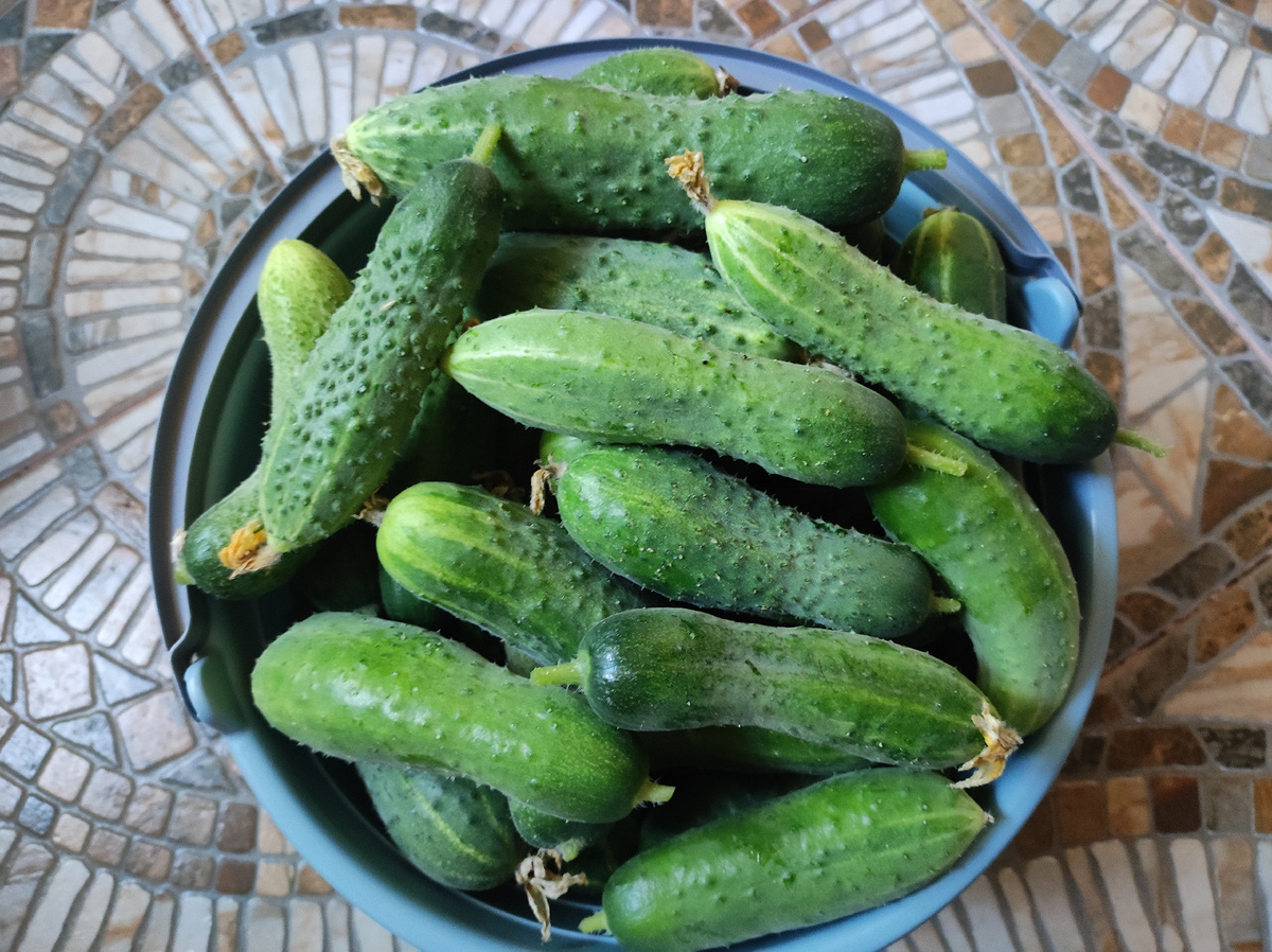 Фото автора, урожай огурцов, август 2025 года