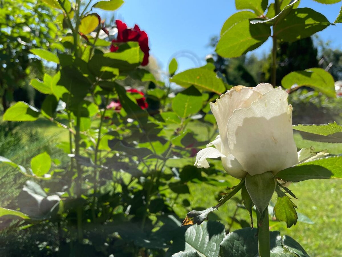 Лето. Фото автора