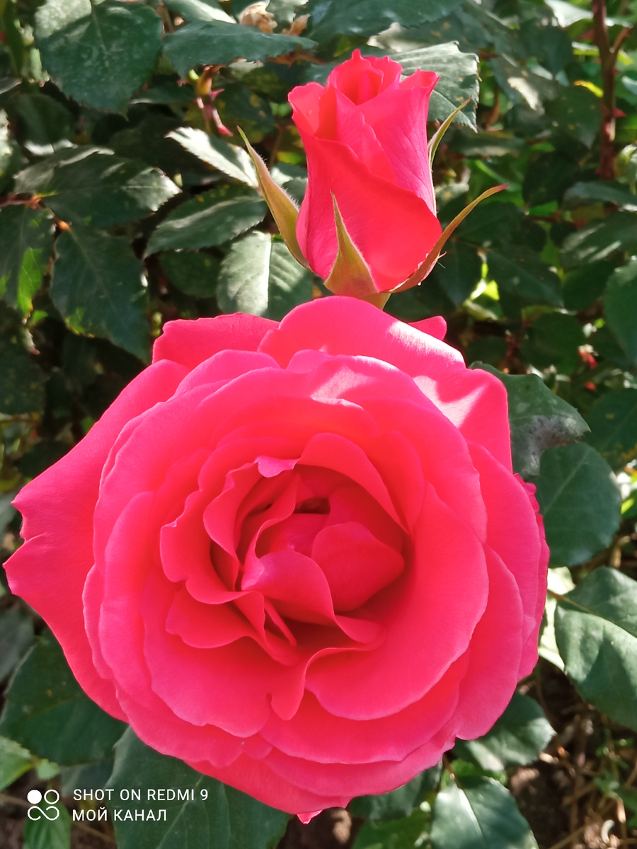 Роза Вау. Рассказ не про нее. Просто для красоты. Фото из моего сада.