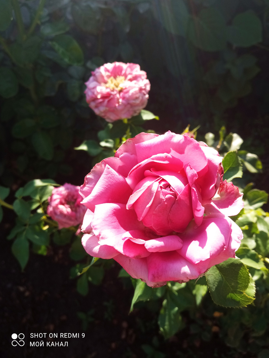 Ч/г роза Фабулос. Фото автора.