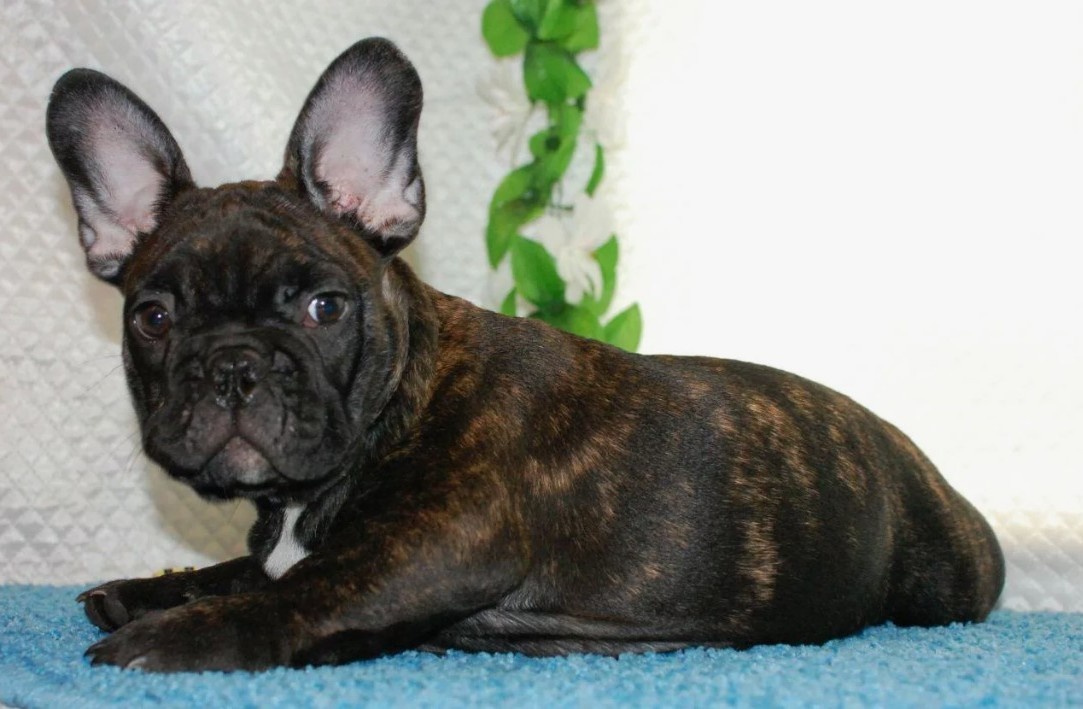 Но в целом, признаю, паники нет. Грустный — да. Потерянный — чуть-чуть. Но не в истерике, не ноет часами, не грызёт мебель. Для меня это было удивительно. Я ожидал, что он устроит апокалипсис.
