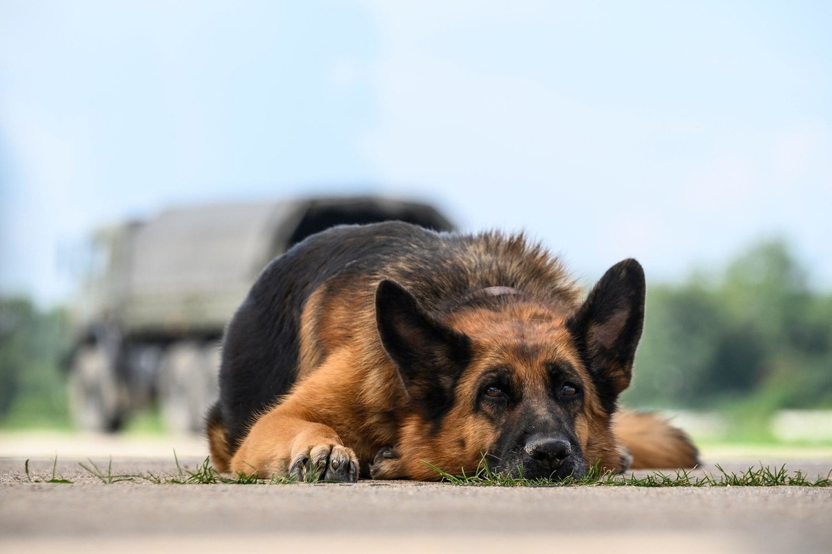 А мы, хозяева, часто пропускаем этот момент, слишком занятые тем, чтобы «спасти», «вылечить», «успокоить». Хотя иногда нужно просто быть рядом и принять.
