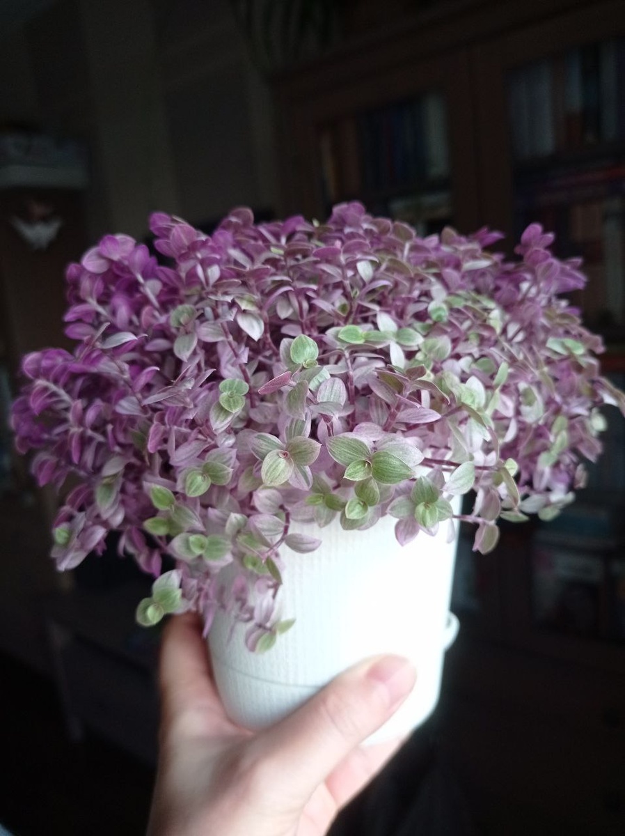 Каллизия Розовая Пантера