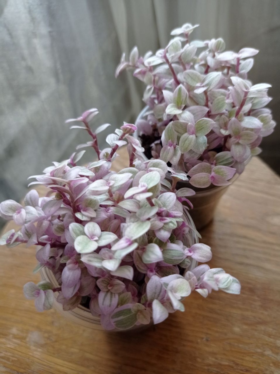 Укоренённые черенки каллизии