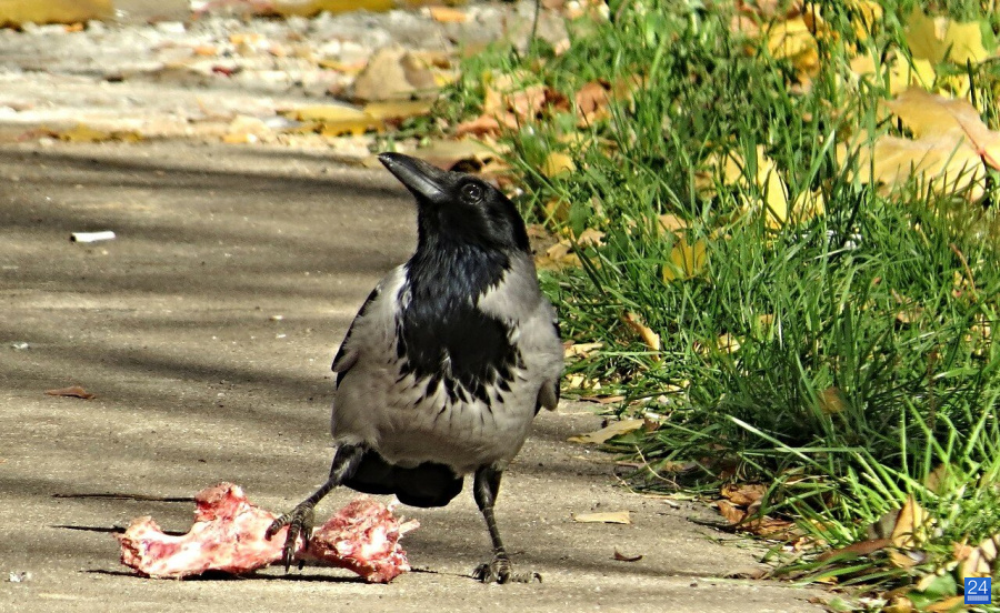 Ворона с добычей