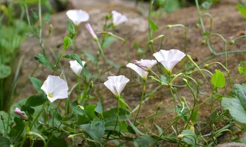 Вьюнок полевой: невидимая война под землёй и как её выиграть!!