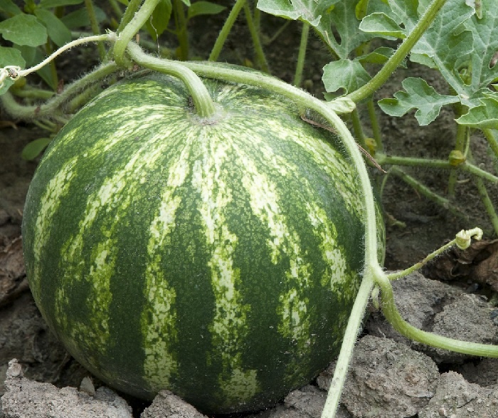 Как вырастить тыкву