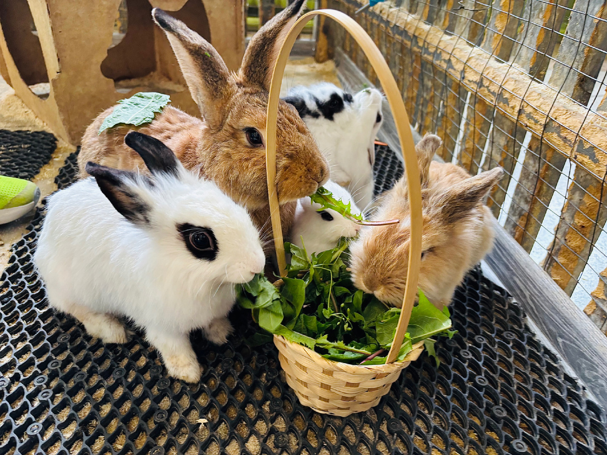 Пушистые обитатели Экзотариума