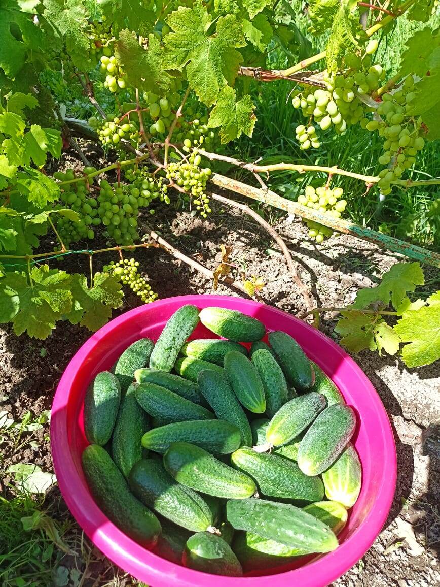 Такой вот огуречно-виноградный натюрморт