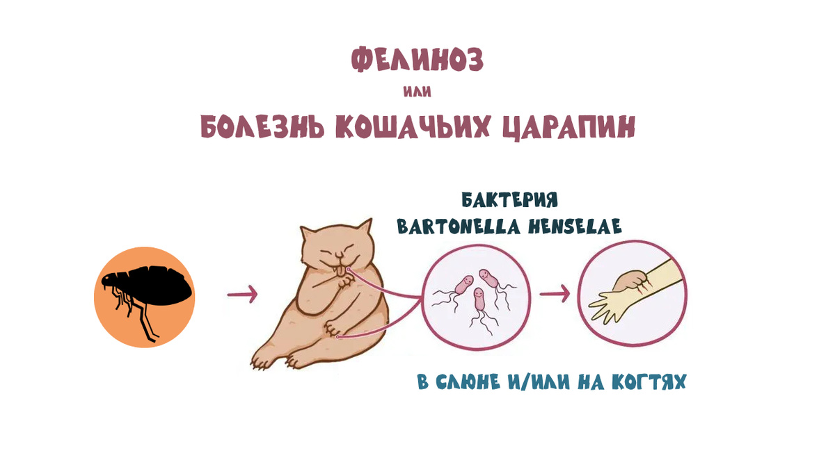 Механизм заражения фелинозом