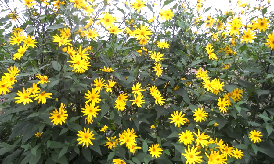 Топинамбур и его невероятные свойства