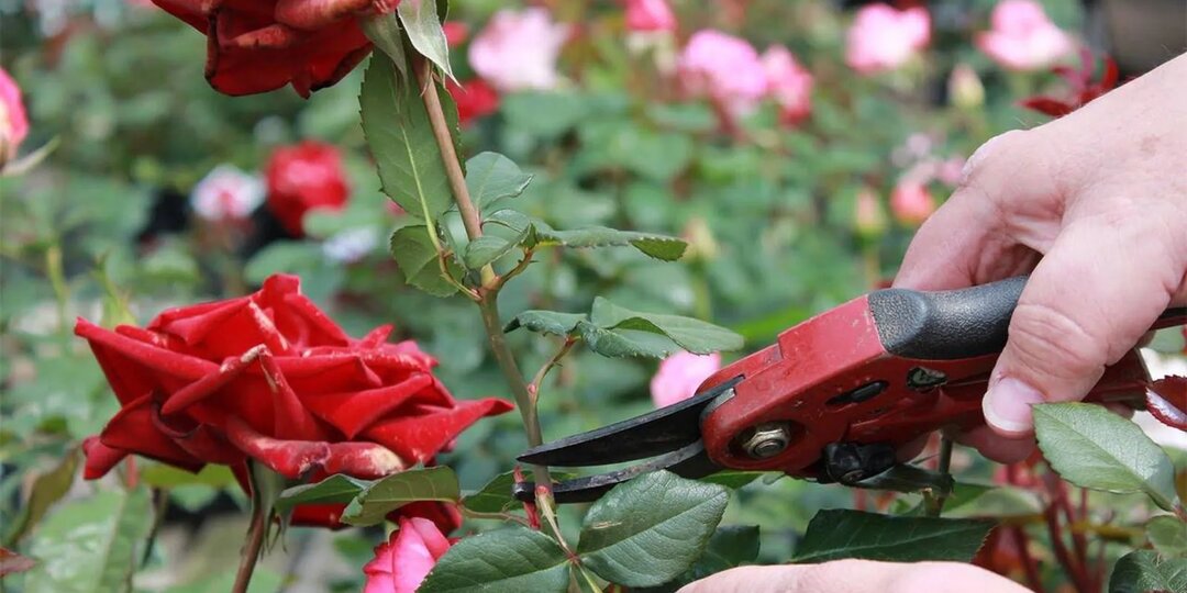 Обрезка роз в августе: что можно и нельзя?