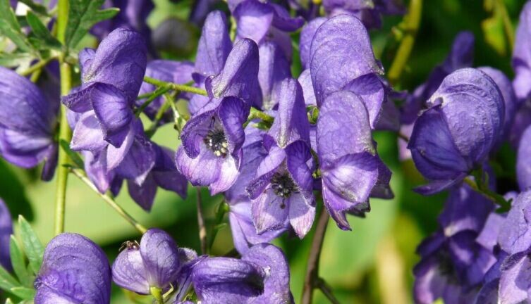     Фото: по лицензии CC0 Pxhere.com