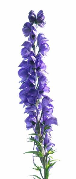    Фото: по лицензии CC0 Pxhere.com