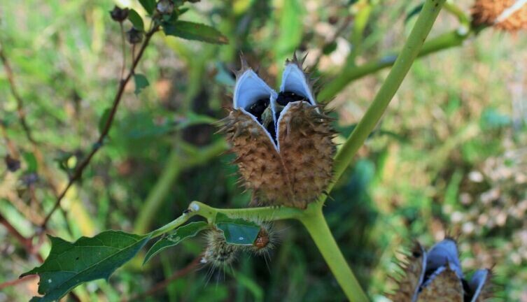    Плод с семенами Фото: по лицензии CC0 Pxhere.com