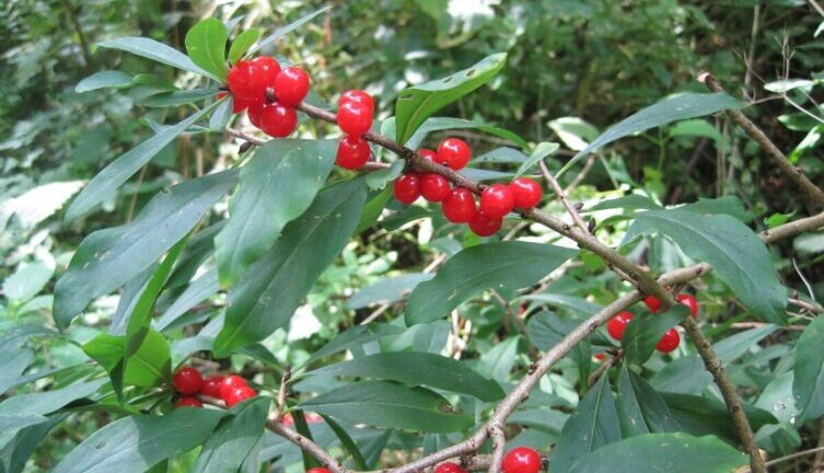     Фото: по лицензии CC0 Pxhere.com