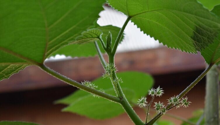     Фото: N. Teerink собственная работа по лицензии CC BY-SA 4.0 