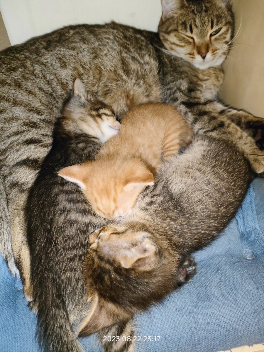Кошка Райса с нашими найденышами-полосатиками, а рыженький- приёмный 🤗🙏