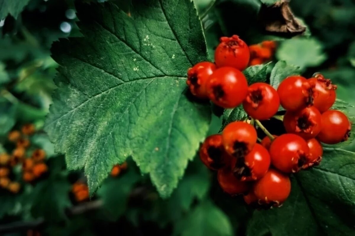    Новосибирцам перечислили запреты в день Марии Ягодницы 4 августа