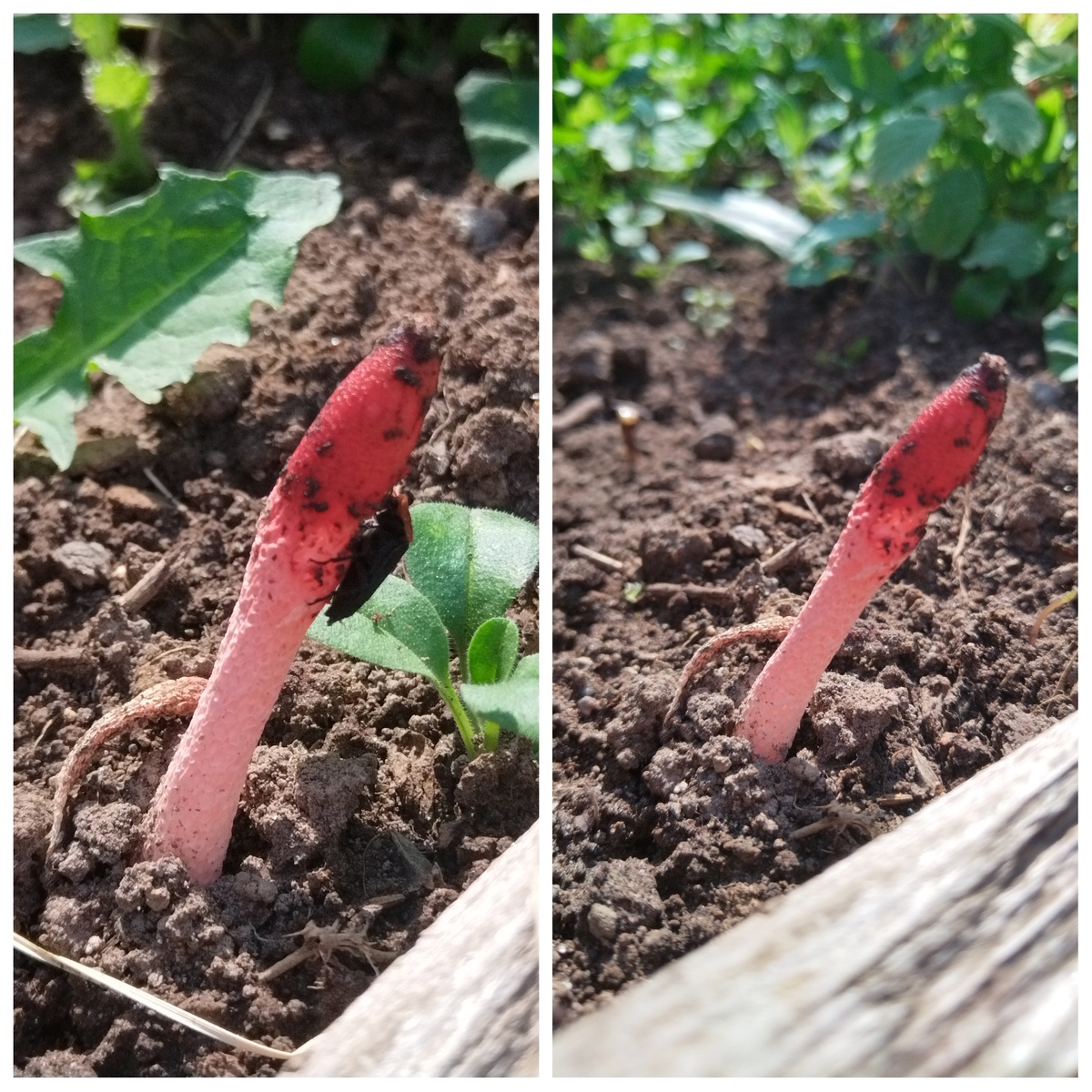 фото моей грядки 03.08.25 гриб якобы съедобный, но жук так и помер, не успев слезть с гриба, отведав его🤣