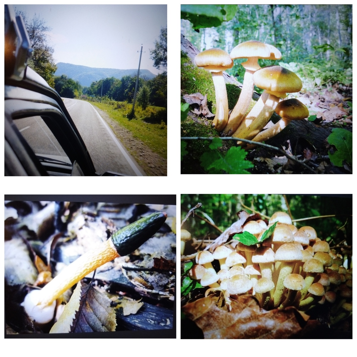 фото сделаны с экрана дом .компьютера из архива фотографий. Разные грибочки фоткали. 3й слева -это тоже Мутинус Собачий, только произрастающий в Краснодарском крае, в описанной статье говорится о характерном цвете для этих мест.