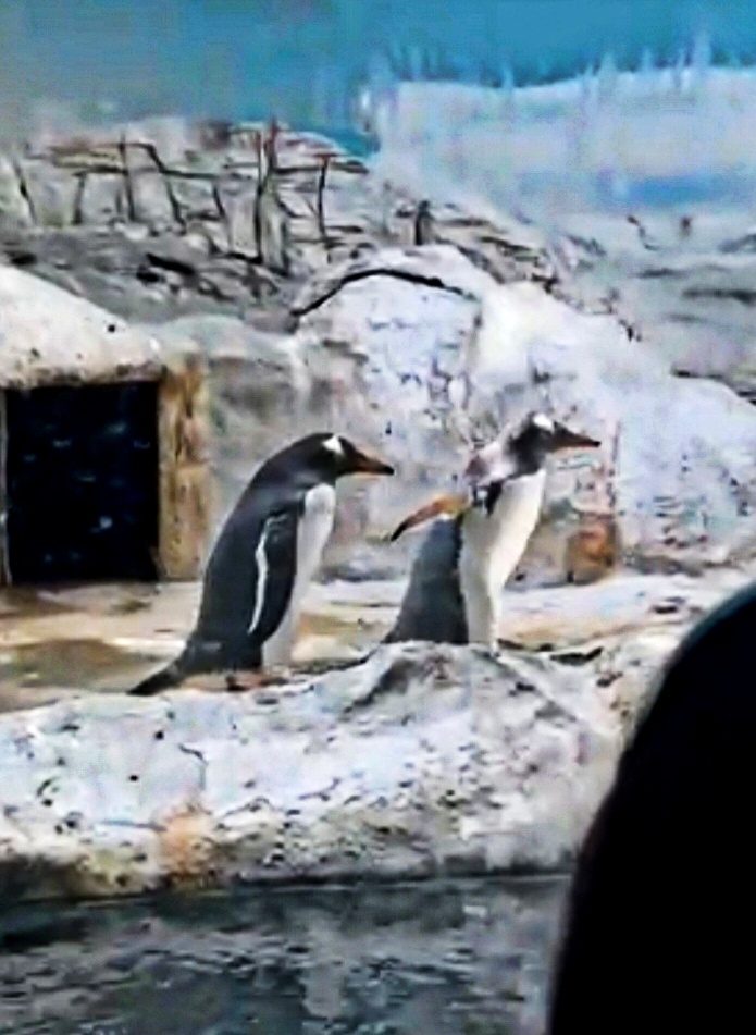 Пингвин и птнгвин