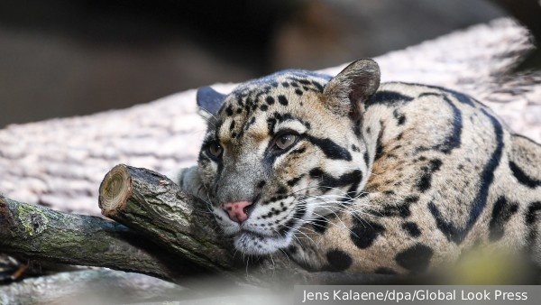     Фото: Jens Kalaene/dpa/Global Look Press    
 Текст: Ирма Каплан
