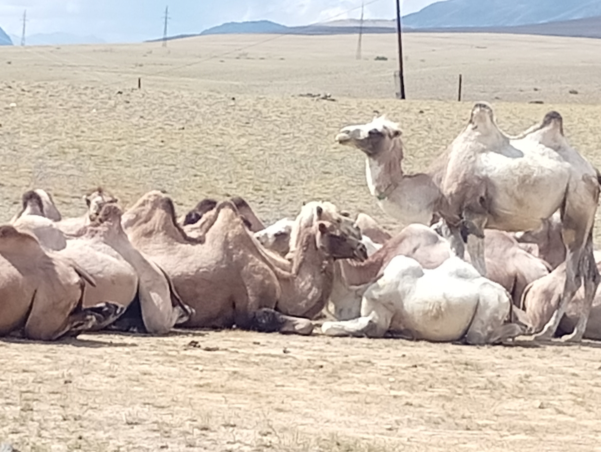 Безкрайние степи с. Кош-Агач