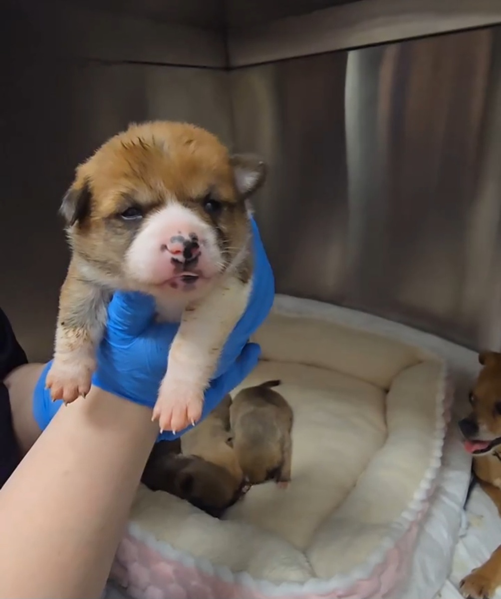 Вот таким Сенечка был недели в 2♥️