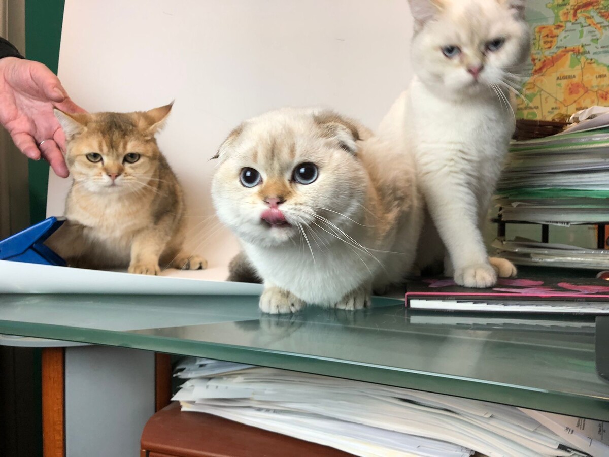 Достаточно ли царственно мы выглядим