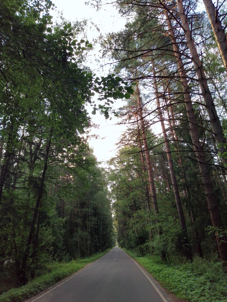 Наши дороги часто проходят через лес. Бывают и грунтовки.