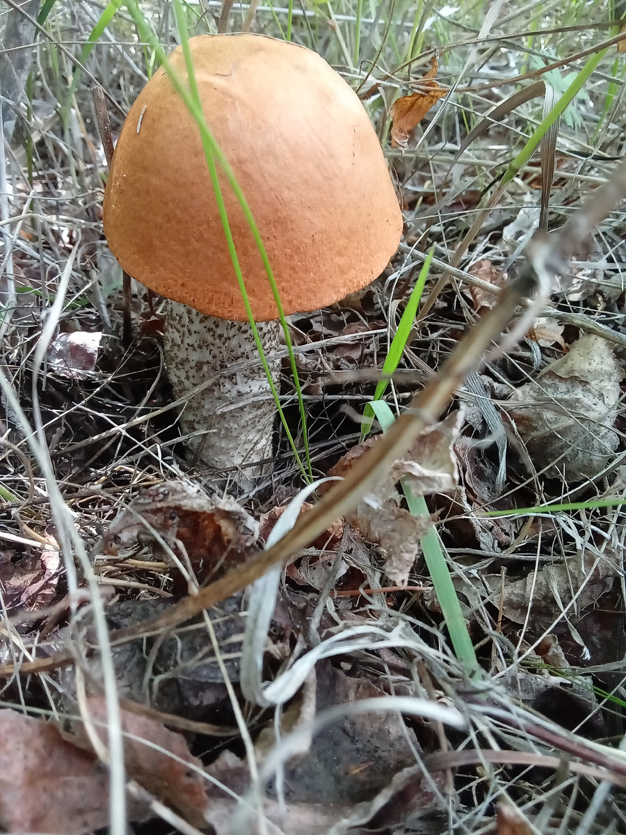 Вот он, красавец! Фото автора