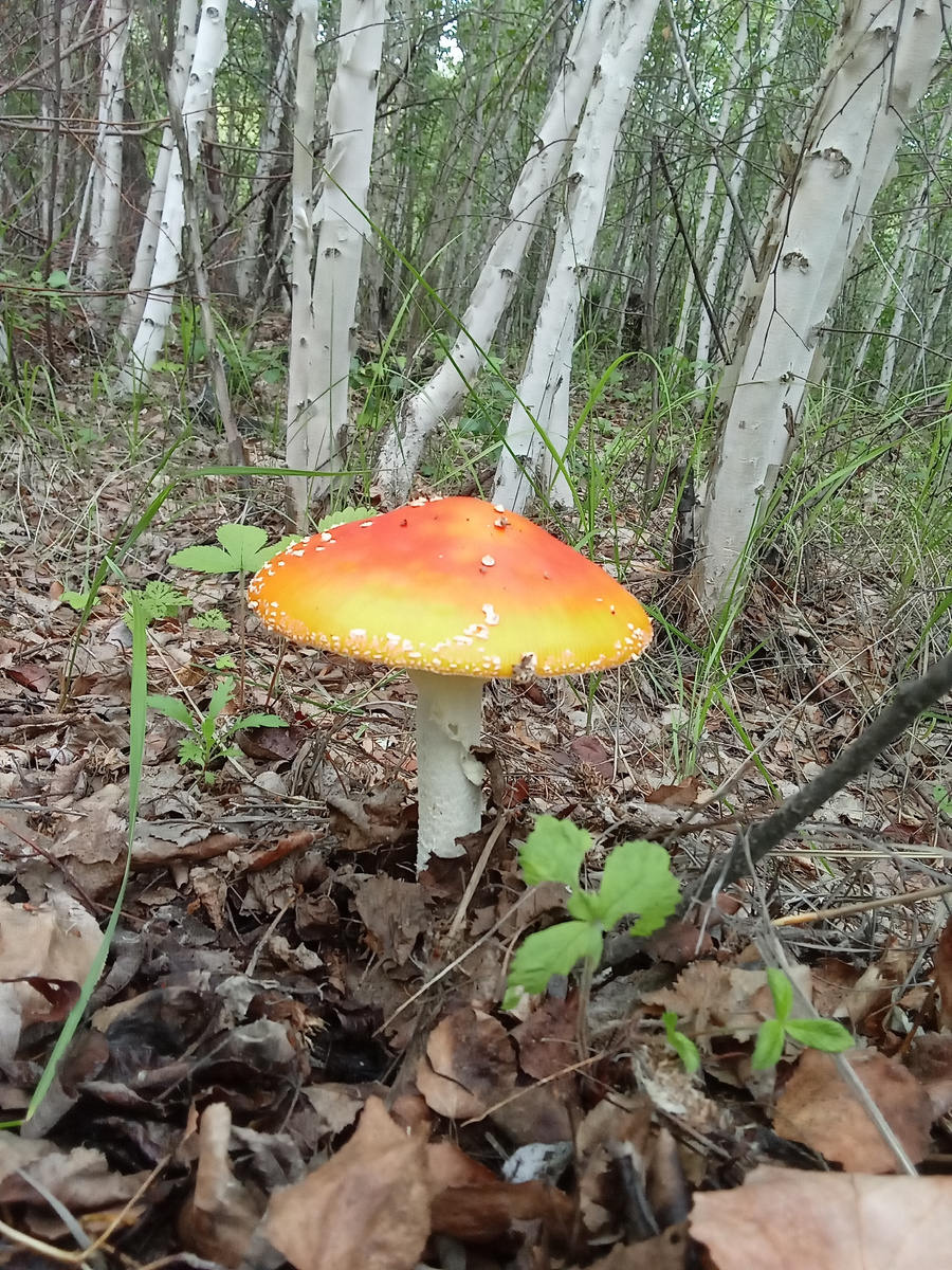 Вот этого!  Это фото и ниже, все выполнены автором, т. е мной