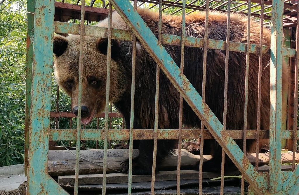 Фото: телеграм-канал питомника К-9