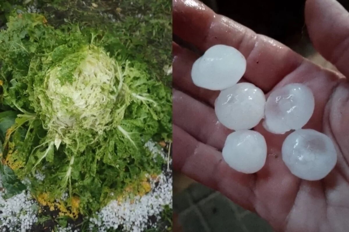    Сильный град повредил урожай в селах Новосибирской области