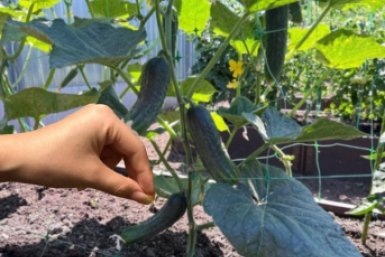 Чтобы огурцы плодились как из пулемета, нужны всего две подкормки — соседи обзавидуются  📷
