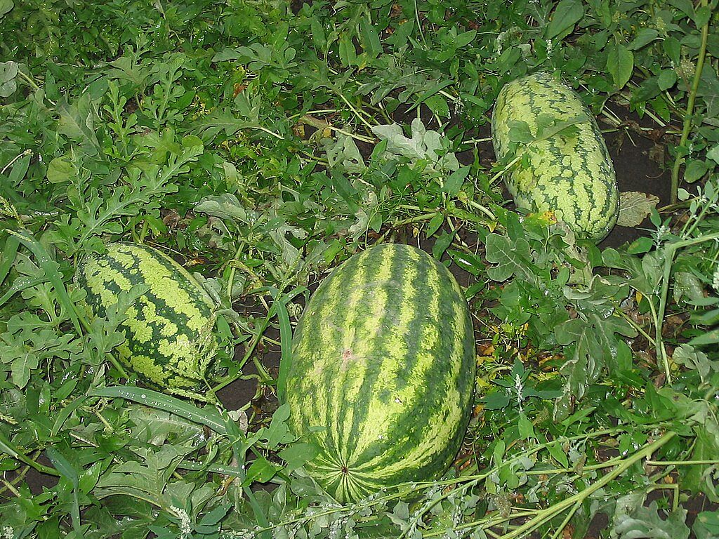 Авторство: Игоревич. Собственная работа, Общественное достояние, https://commons.wikimedia.org/w/index.php?curid=5497627