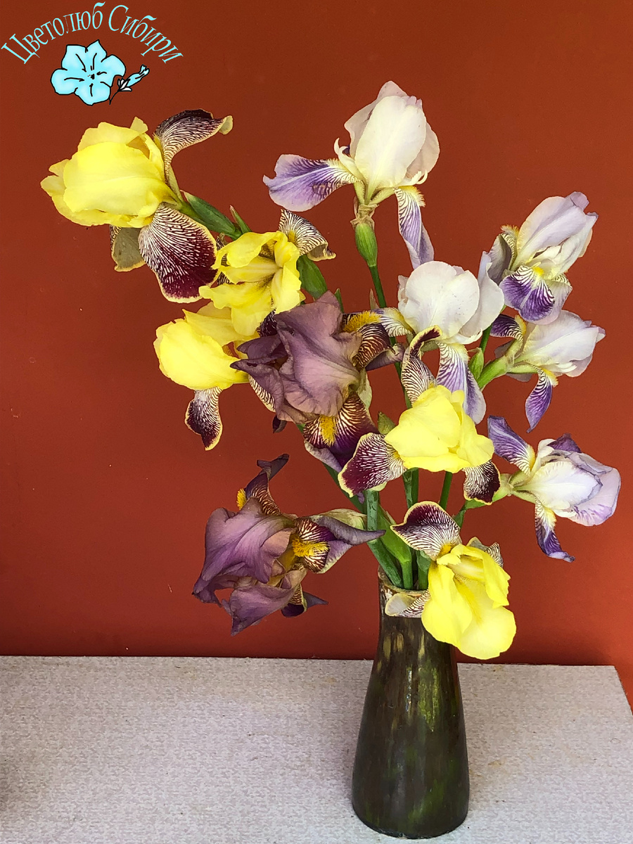 Букет из моих ирисов бородатых
